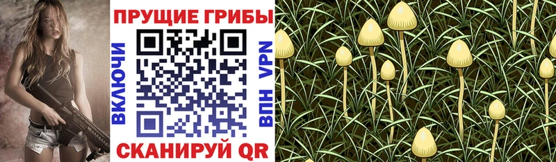 Купить  Дубовка  Псилоцибиновые грибы GOLDEN TEACHER 